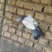 کله دم سبز دم دوشاخ|پرنده|خمینی‌شهر, |دیوار