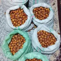 ازگیل پیوندی|خوردنی و آشامیدنی|احمدسرگوراب, |دیوار