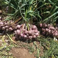 سیر ( سبز و تازه )