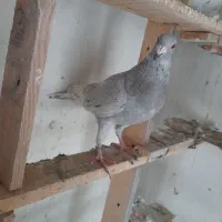 کبوتر|پرنده|گرگان, |دیوار