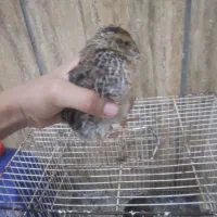 دو عدد بلدرچین نر وماده