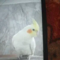 عروس هلندی لوتینو گم شده