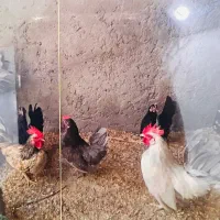 فروش مرغ و خروس وجوجه مینیاطوری