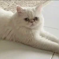 پرشین نر واکسن خورده