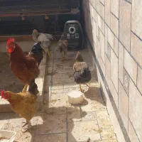 مرغ وخروس|حیوانات مزرعه|رباطکریم, رباطکریم|دیوار