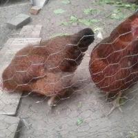 مرغ وخروس