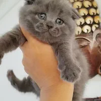 اسکاتیش بلو