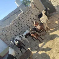 کهره نر و بز چاق|حیوانات مزرعه|خورموج, |دیوار