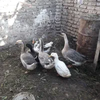 قوغاز      اردک|حیوانات مزرعه|مشهد, نیزه|دیوار