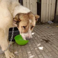 سگ سرابی