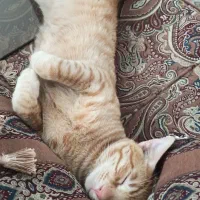 واگذاری گربه نارنجی|گربه|ساری, |دیوار