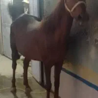 مادیون کرد اصیل