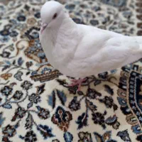 کفترتهرانی|پرنده|الوند, |دیوار