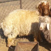 بره قورچ داشتی|حیوانات مزرعه|فیروزآباد (لرستان), |دیوار