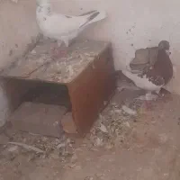 کبوتر