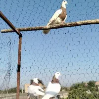 کبوتر طوقی 6تا باهم پاک معاوضه مرغ خروس بزغاله|حیوانات مزرعه|گنبد کاووس, |دیوار
