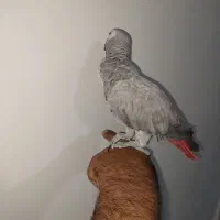 کاسکو نر سخنگو رام رام|پرنده|پاکدشت, پاکدشت (مامازند)|دیوار