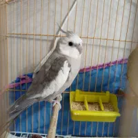 هلندی وایت فیس