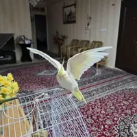 عروس هلندی لوتینو نر حسابی مولد کار|پرنده|قم, عمار یاسر|دیوار