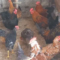 مرغ و خروس محلی|حیوانات مزرعه|چغادک, |دیوار