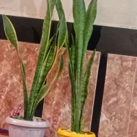 گل وگلدان ۲۵۰