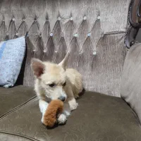 واگذاری اشپیتز پامر