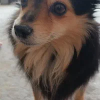 گمشده در بهارستان اصفهان