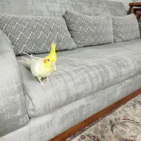 عروس هلندی|پرنده|شهریار, شهریار|دیوار