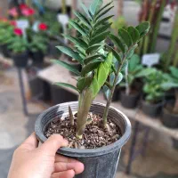 زاموفیلیا ،پسونیا|گل و گیاه طبیعی|شیراز, شیخ روزبهان|دیوار