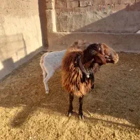 بره قوچ همو و قوچ چهار دندون هترو و چبش یک زایمان|حیوانات مزرعه|نیشابور, دارایی|دیوار