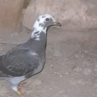 گم شده جوجه پلاک 24