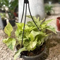 گلخانه شهر سبز|گل و گیاه طبیعی|کازرون, |دیوار