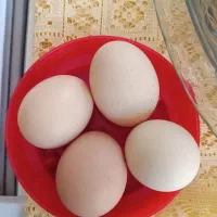 تخم نطفه دار برهما