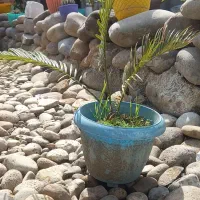 سه عدد گل سیکاس