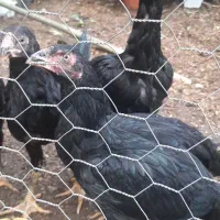 خروس ومرغ ۵ماه لاری وابریشمی کبوتر دم طاووسی