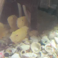 ماهی گوش خوار