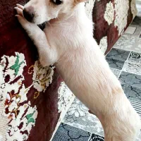 سگ پاکوتاه اشپیتز دوماهه