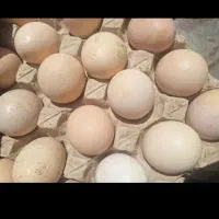 تخم مرغ ارگانیک