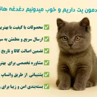غذای خشک سگ و گربه بهترین قیمت|لوازم جانبی حیوانات|شیراز, بعثت|دیوار