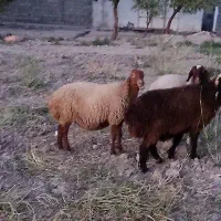 میش|حیوانات مزرعه|گیلان غرب, |دیوار