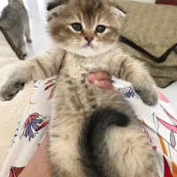 گربه در تمامی نژادها ( اسکاتیش پرشین بریتیش )|گربه|اهواز, کیانپارس |دیوار