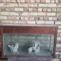 آکواریوم ماهی