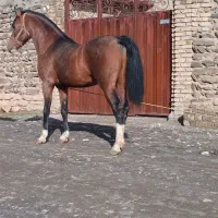 اسب|اسب و تجهیزات اسبسواری|همدان, |دیوار