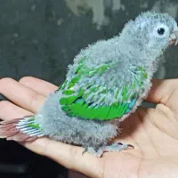 طوطی گرینچیک