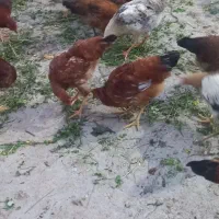 مرغ و خروس