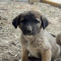 توله سگ سرابی دورگه|سگ|اصفهان, بهارستان|دیوار