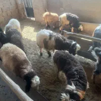 بره نر