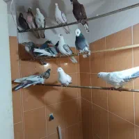 کفتر تهرانی پرشی