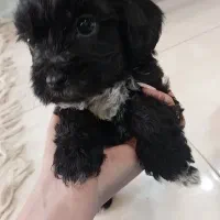 سگ شیتزو تریر