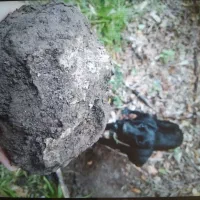 سگ دنبلانی|سگ|مینودشت, |دیوار